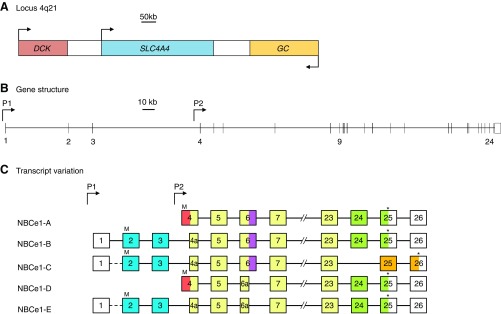 Figure 17.