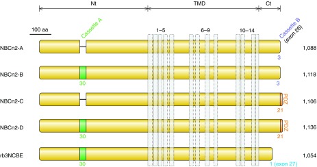 Figure 40.