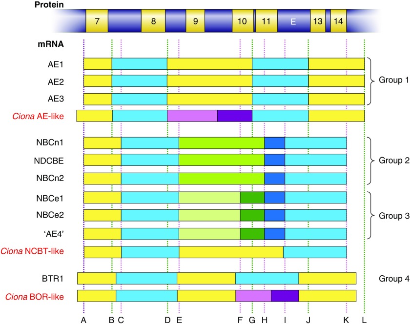 Figure 7.