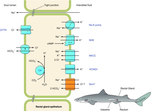 Figure 11.