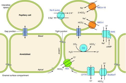 Figure 20.