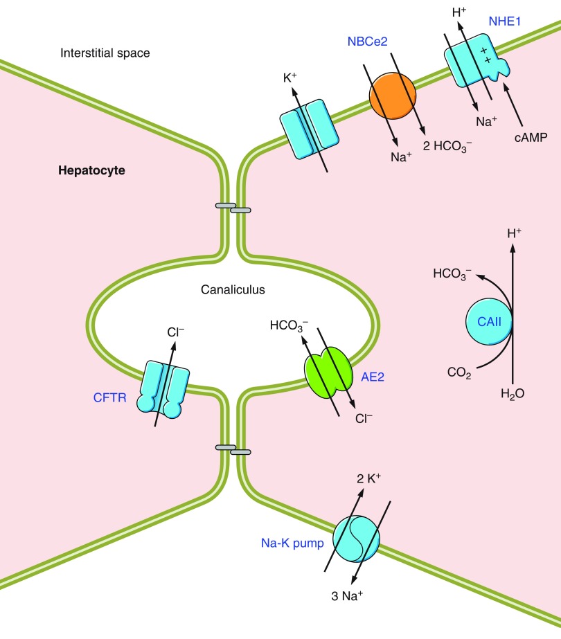 Figure 29.