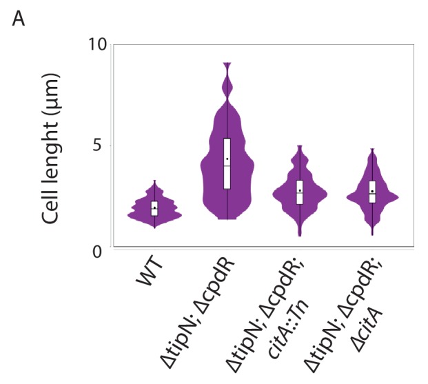 Figure 2—figure supplement 1.