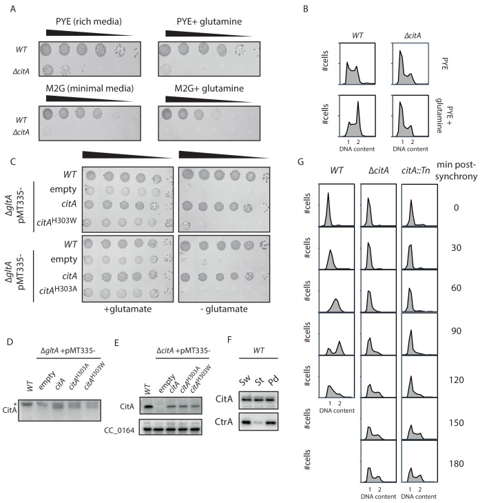 Figure 4—figure supplement 1.