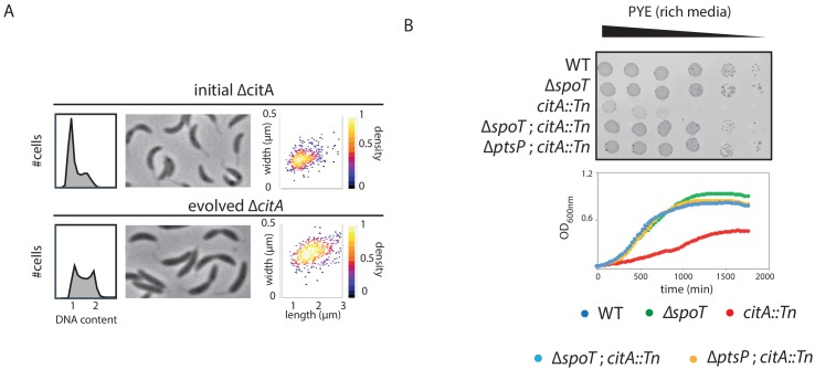 Figure 6—figure supplement 1.