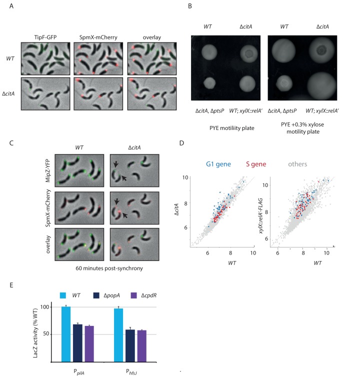 Figure 5—figure supplement 1.