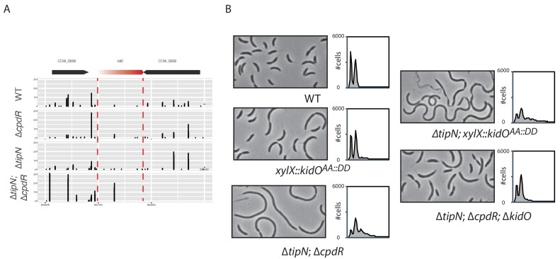 Figure 1—figure supplement 2.