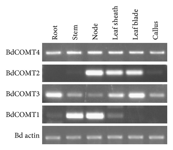 Figure 4