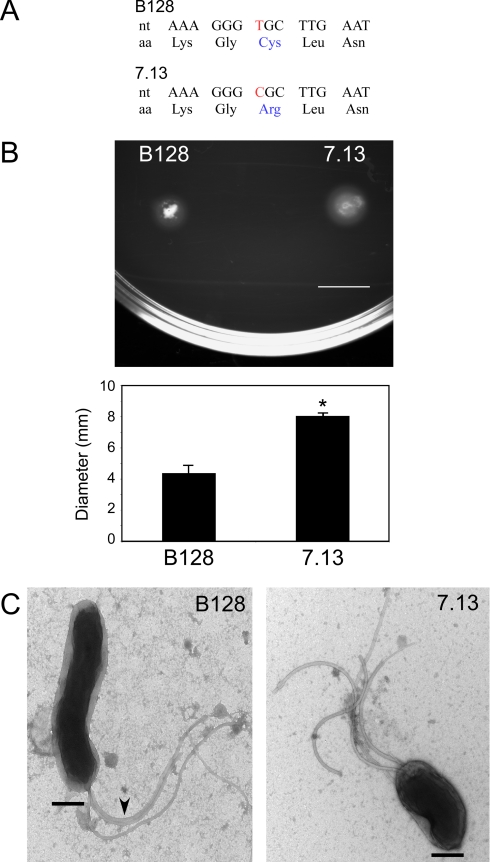 Fig. 5.