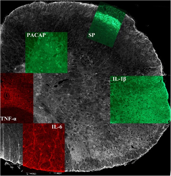 Fig. 3