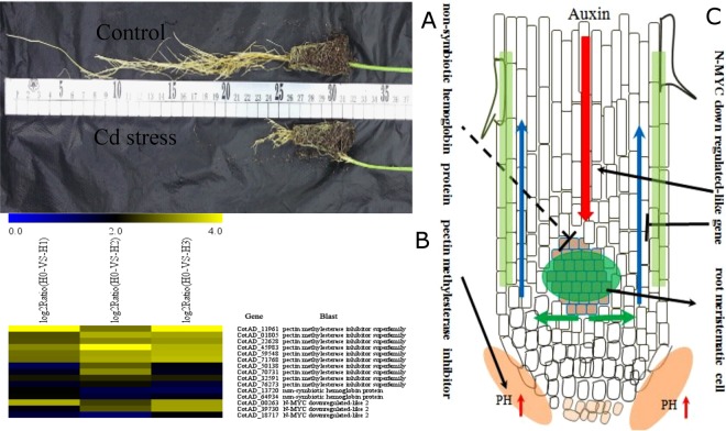 Figure 7