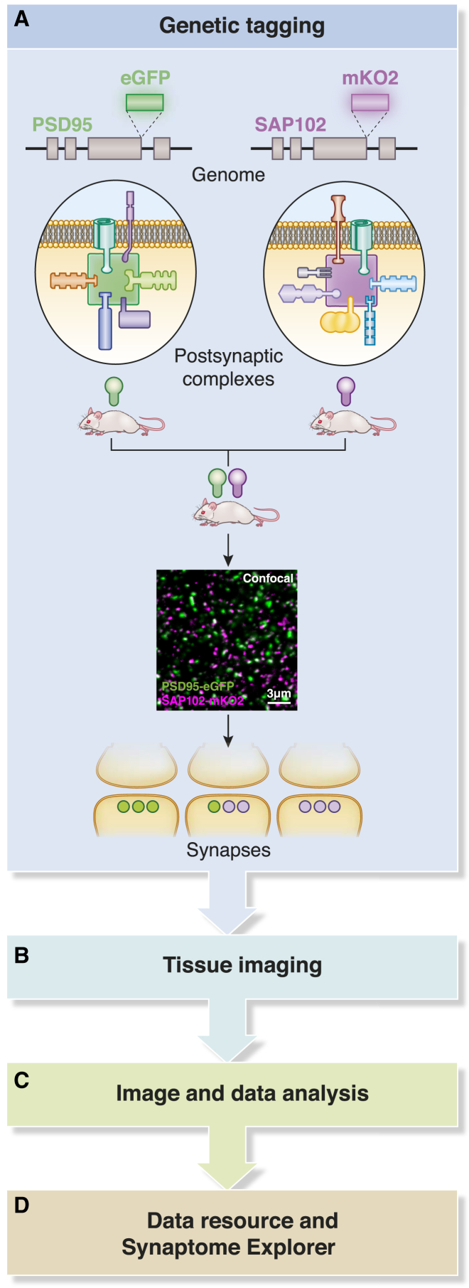 Figure 1