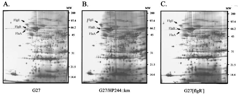 FIG. 3