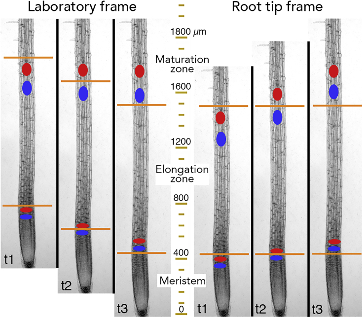 Figure 1