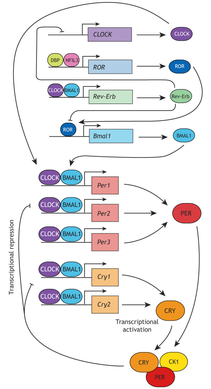 Box 1. An overview of the core mammalian molecular circadian oscillator