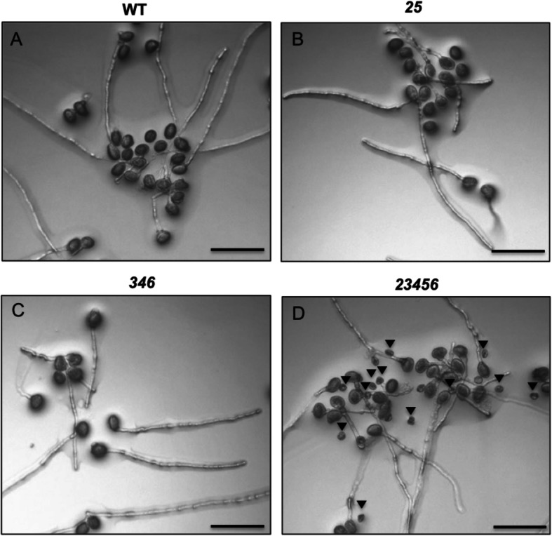 Fig. 10