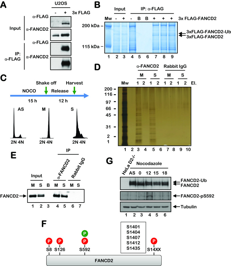 FIG 3