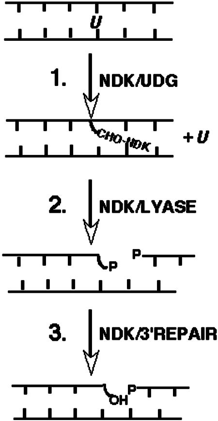 Fig. 5.