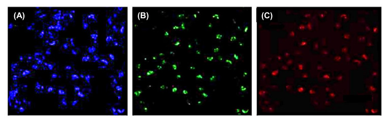 Figure 22