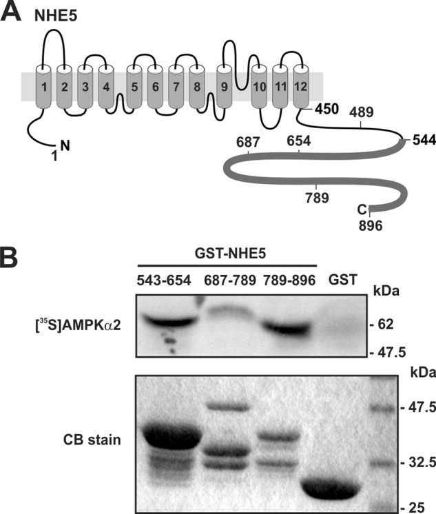 FIGURE 1.