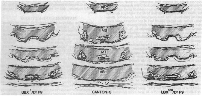 graphic file with name pnas00603-0265-a.jpg