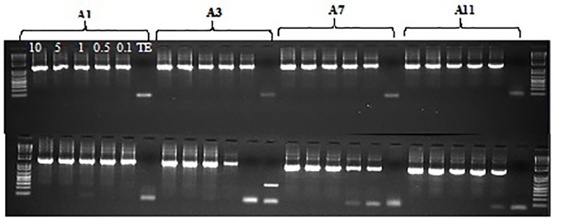 FIGURE 5