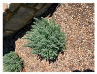 graphic file with name plants-11-01797-i007.jpg