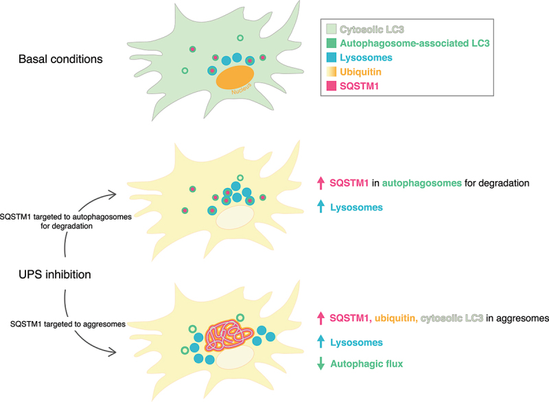 Figure 11.