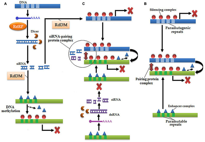 FIGURE 4