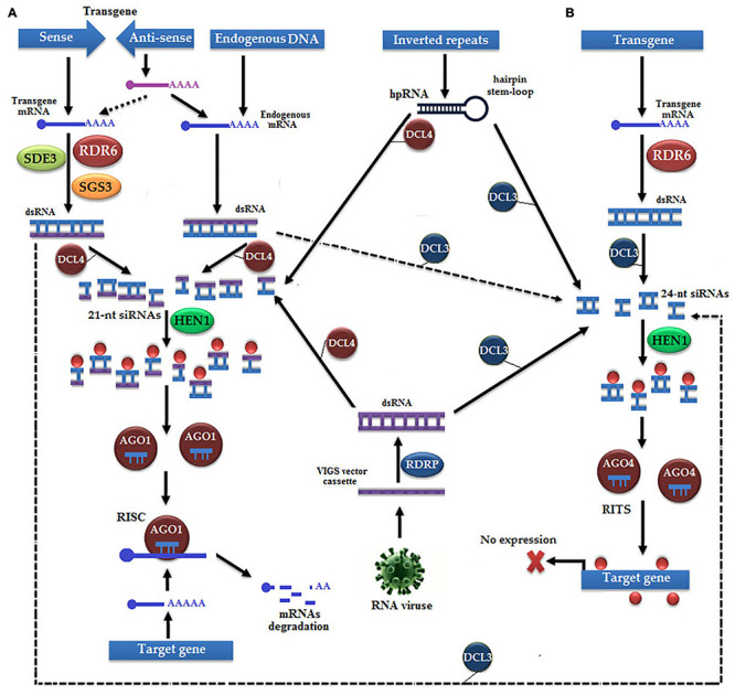 FIGURE 6