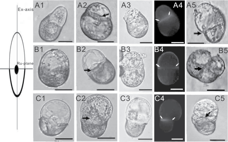 Fig. 5.