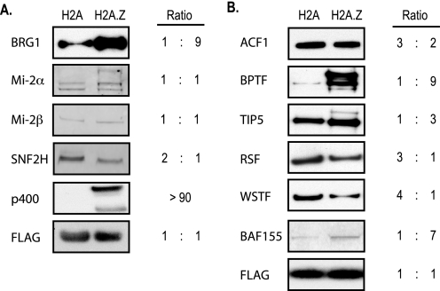 FIGURE 1.