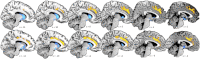 Supplementary Fig. S1
