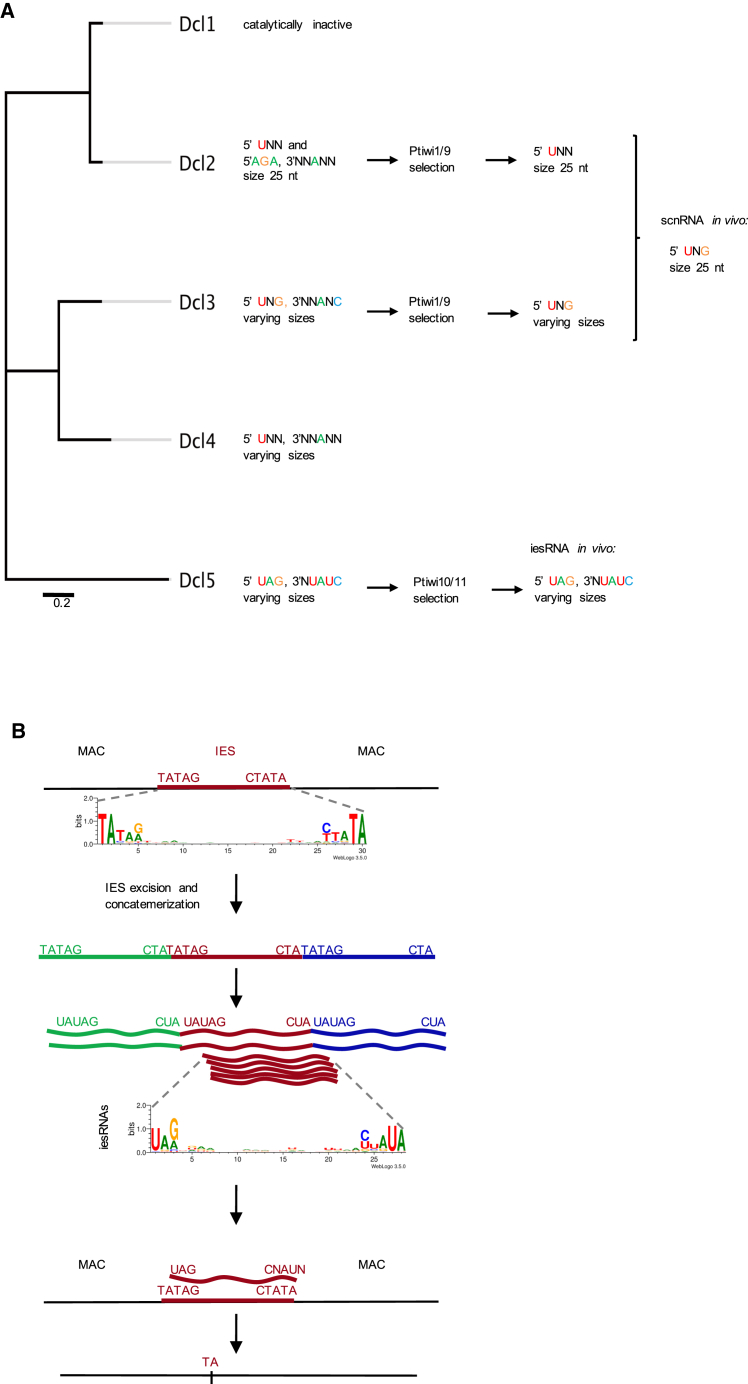 Figure 6