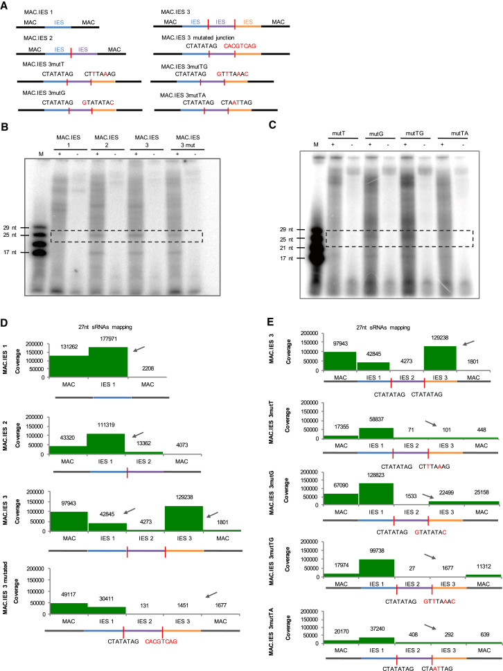 Figure 4