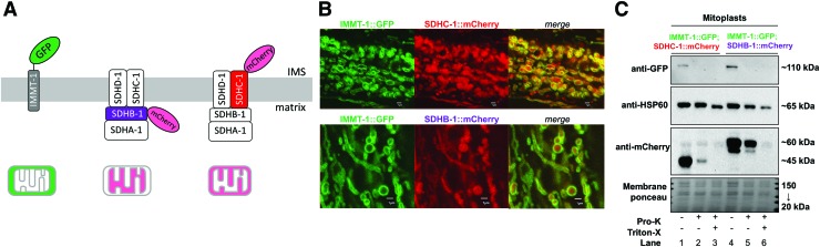 FIG. 2.