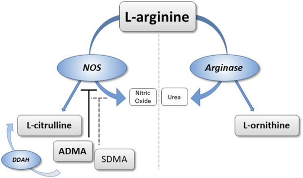 FIGURE 1