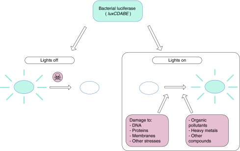 Fig. 1