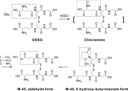 SCHEME 1.