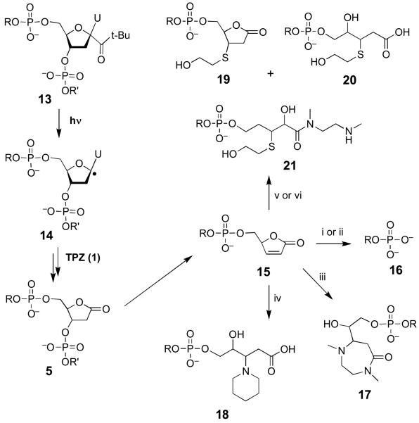 Scheme 4