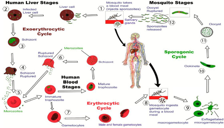 Figure 10