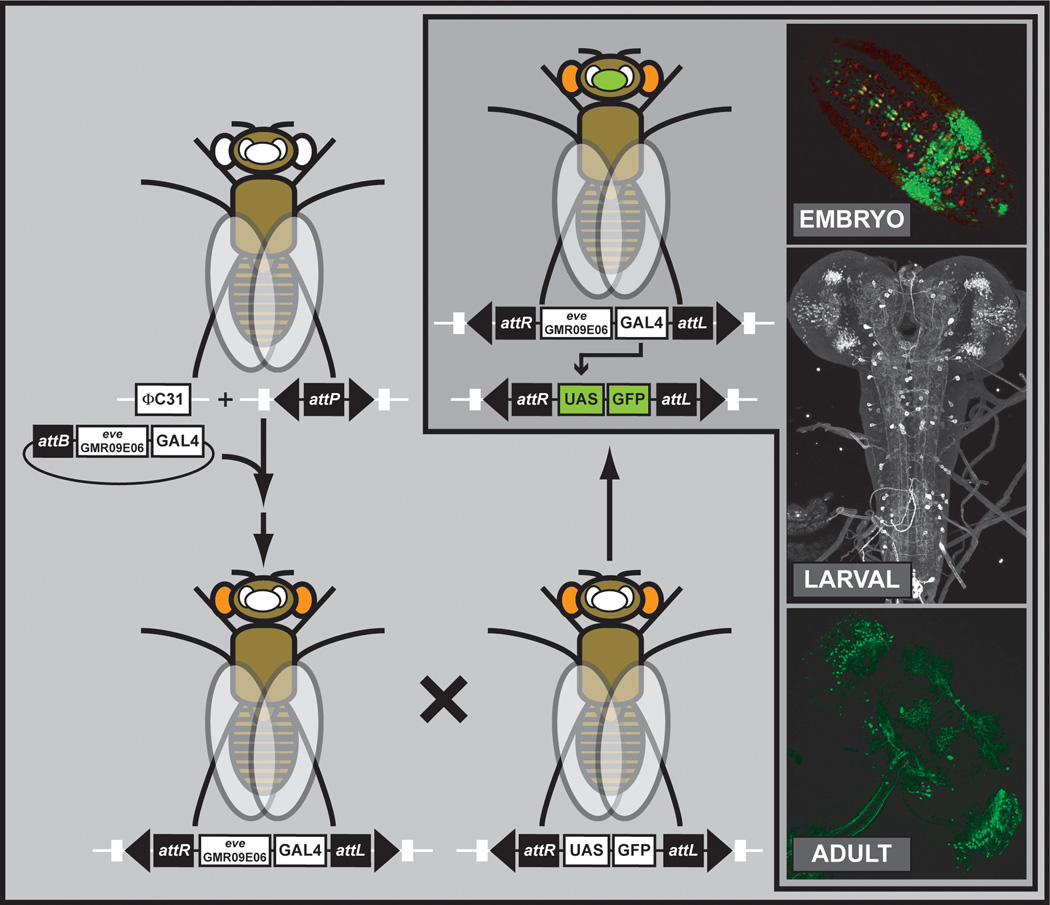 Figure 15