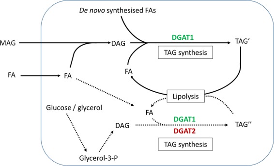 Figure 7