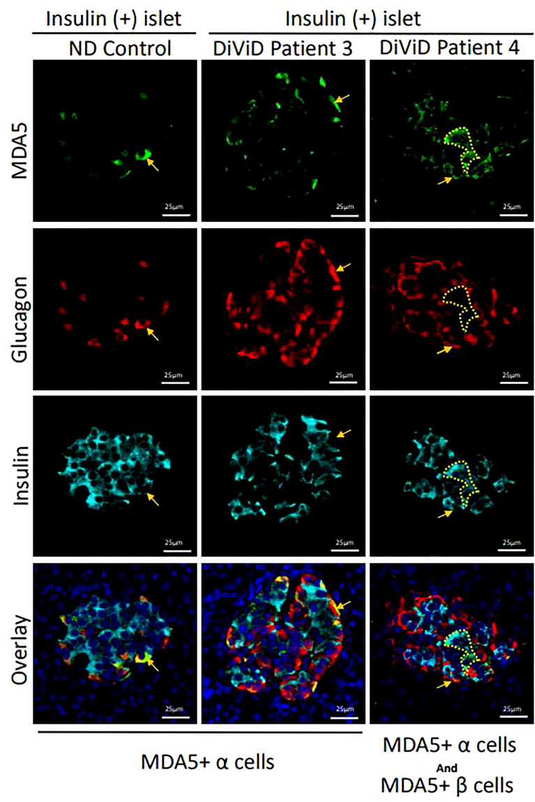 Figure 3