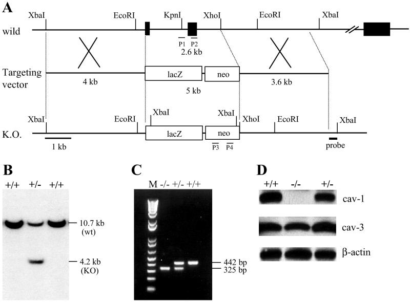 Fig 1.