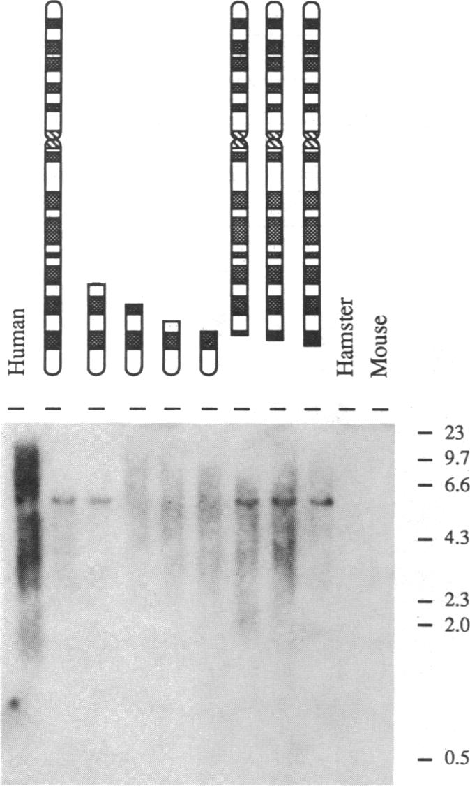 graphic file with name pnas00284-0258-a.jpg