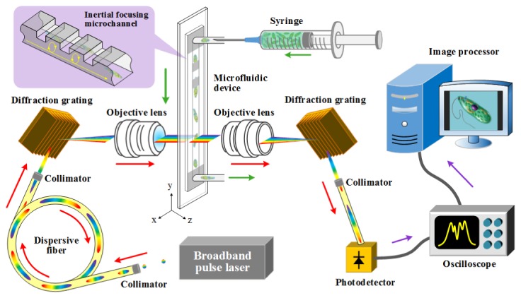 Fig. 1