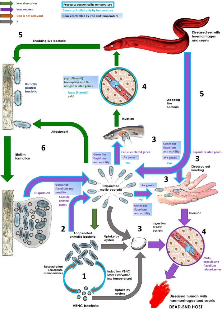 FIGURE 7