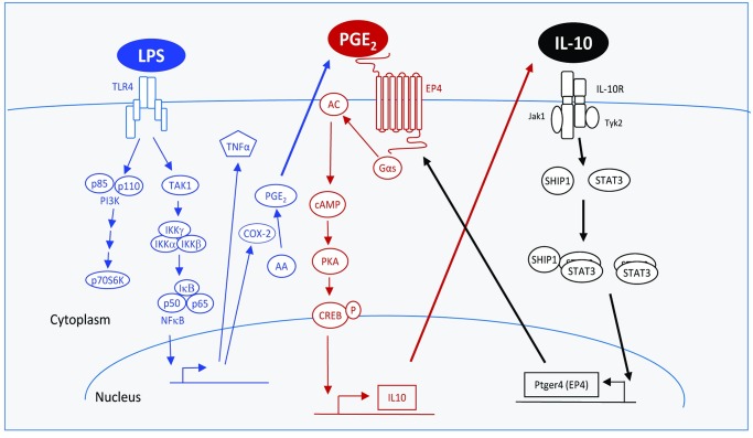 Fig 7