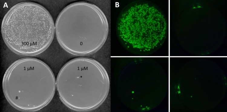 FIG 2